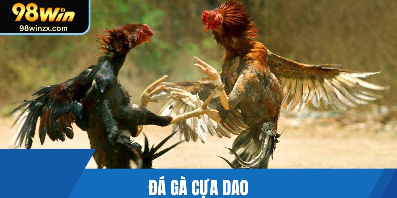 Đá Gà Cựa Dao | Hình Thức Chọi Gà Đặc Sắc Tại 98win